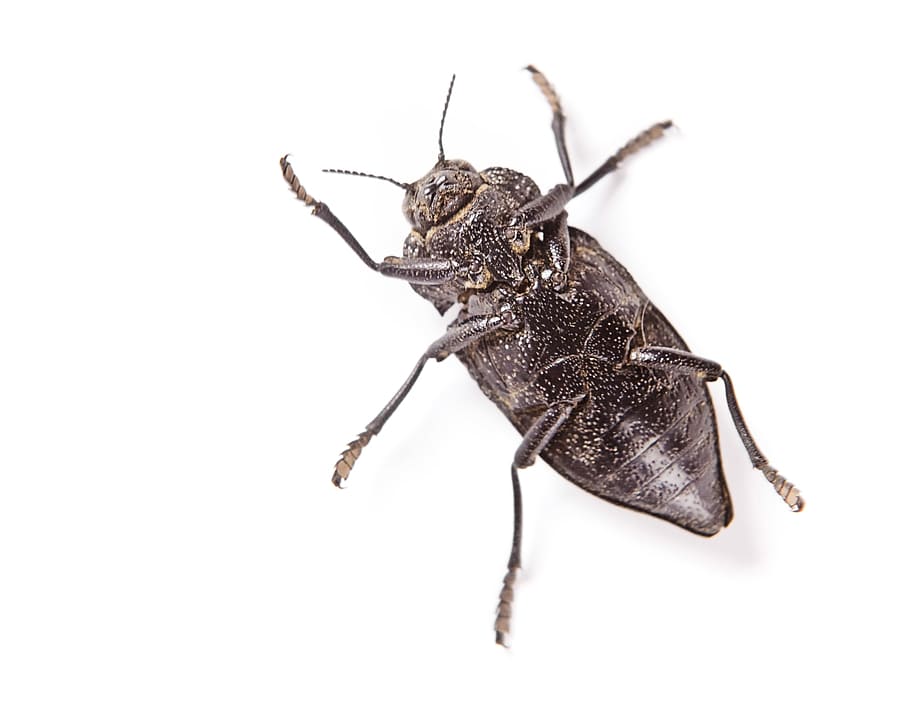 beetle, black, insect, closeup, nature, macro, animal, bug HD wallpaper