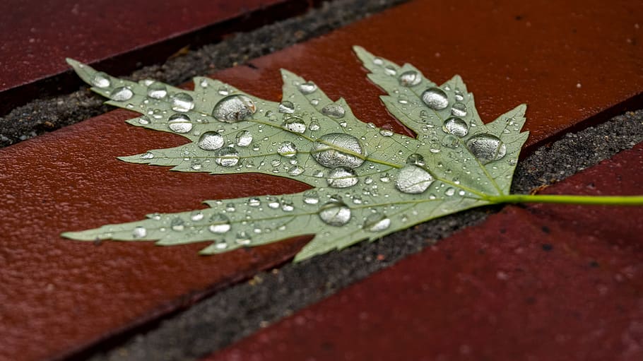 leaf, wet, drip, water, close up, wet sheet, stone, drop of water HD wallpaper