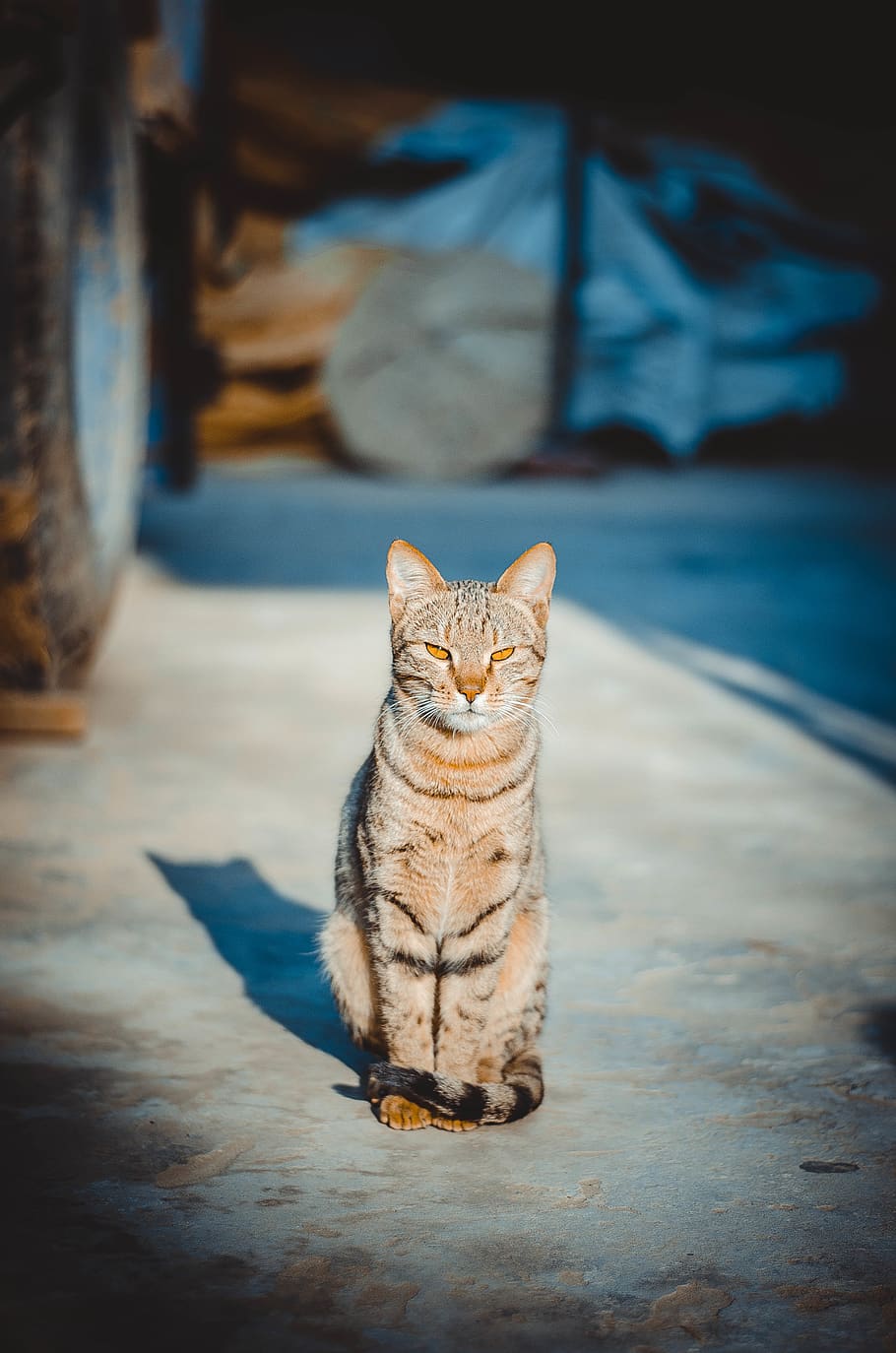 cat on pavement, abyssinian, pet, animal, mammal, manx, mobile wallpaper