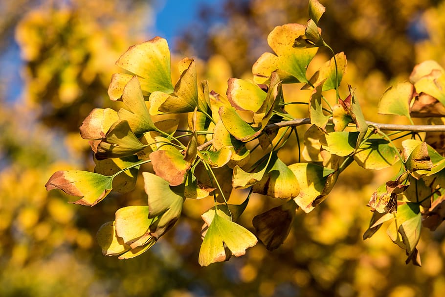 leaves, tree, autumn, fall foliage, yellow, nature, fall color HD wallpaper