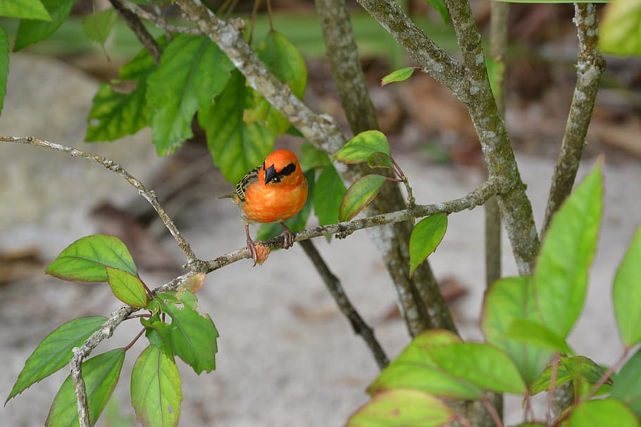 seychelles, bird, bright, orange, tropical, plant, plant part HD wallpaper