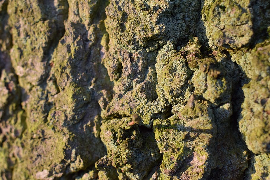 tree, closeup, bark, wood, morning, sun, textured, no people HD wallpaper
