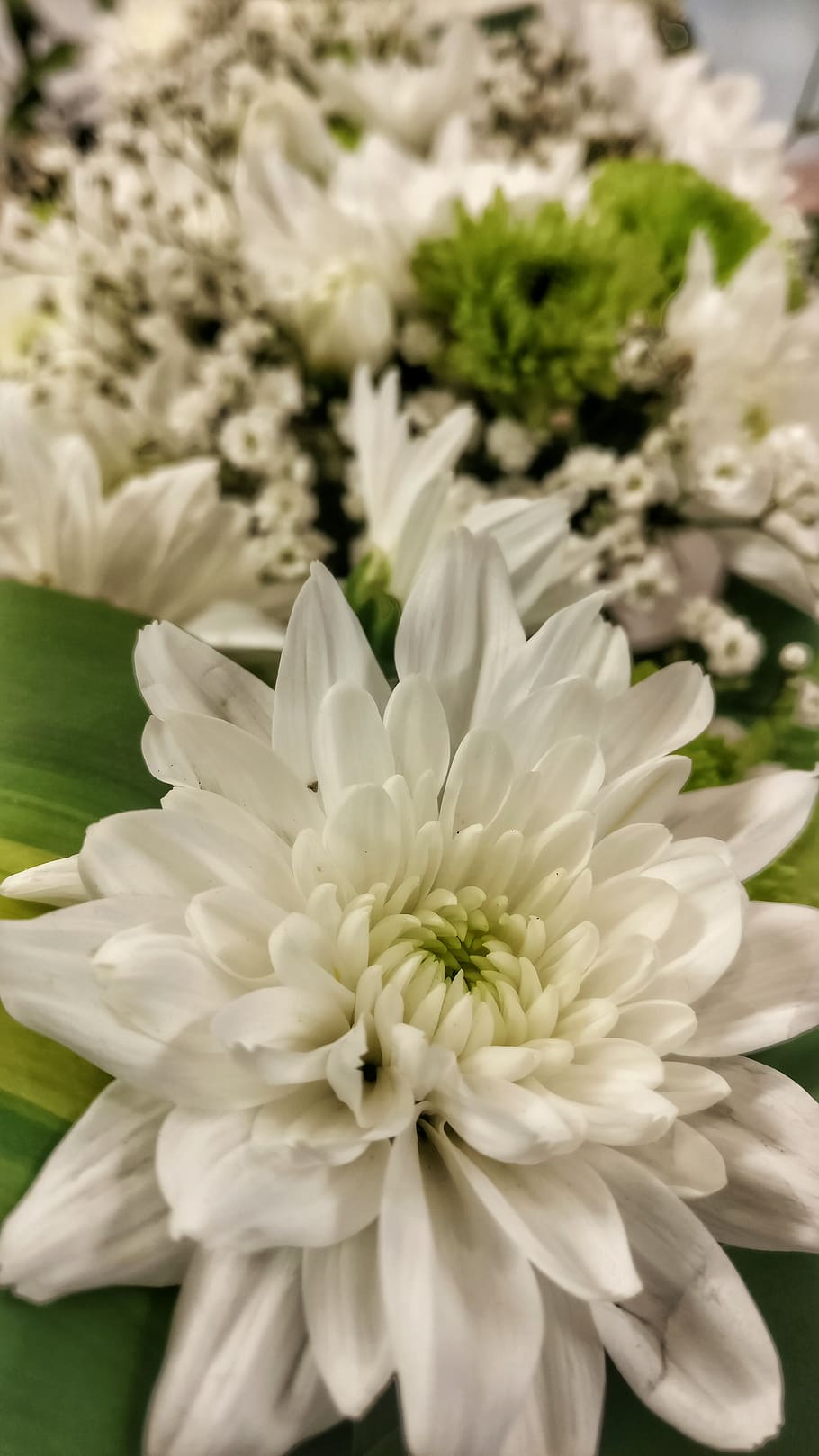 nature, flowers, flowering plant, fragility, freshness, vulnerability HD wallpaper