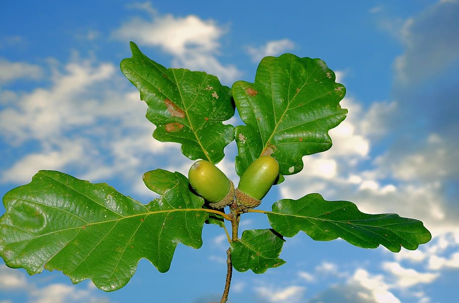 acorns, sky, clouds, figure, leaf, plant part, food, food and drink HD wallpaper