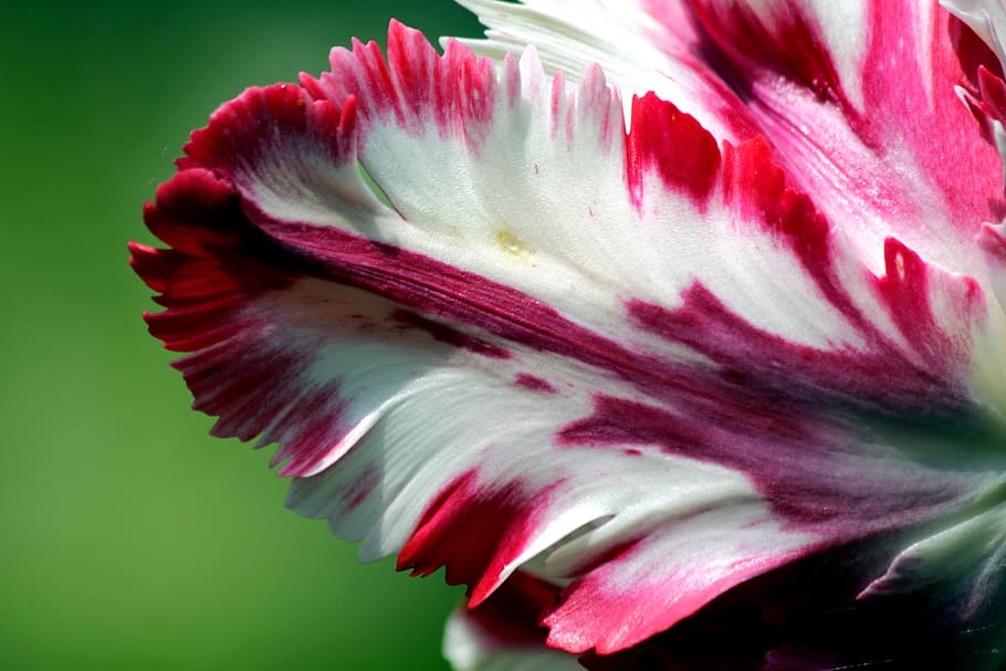 tulip, red, white, flower, spring, beauty, nature, bright, spring flowers HD wallpaper