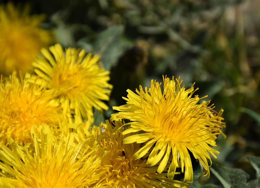 dandelion, meadow, dandelion meadow, spring, yellow, summer HD wallpaper