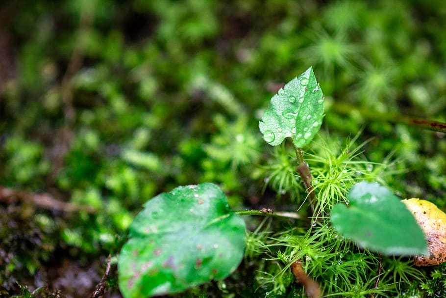 moss, plant, leaf, pottery, vase, jar, potted plant, planter HD wallpaper