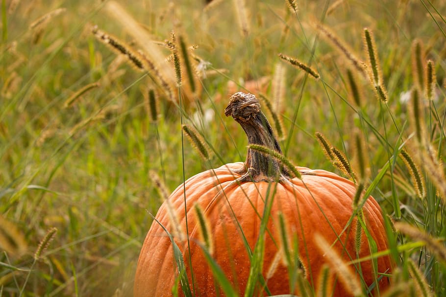 orange pumpkin on grass field, vegetable, flora, food, plant HD wallpaper
