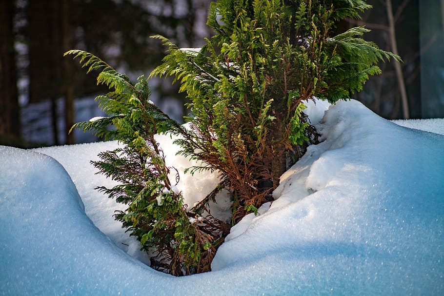 thuja, hedge, tree, thujenhecke, snow, sun, winter, background HD wallpaper