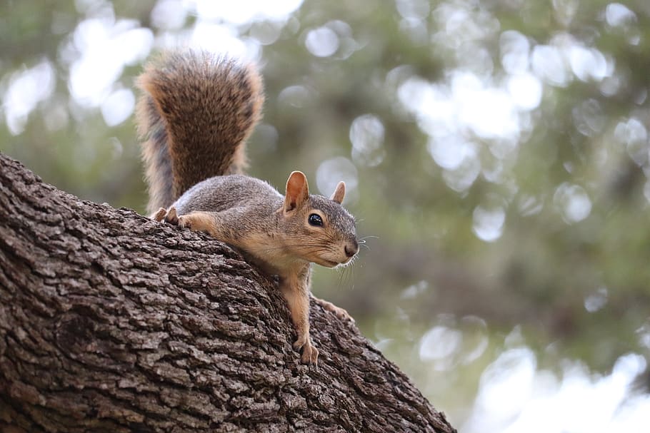 squirrel, gray, tree, wild, wildlife, rodent, animal wildlife HD wallpaper