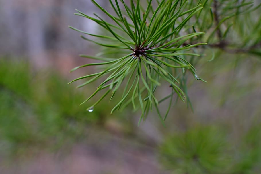 tree, branch, evergreen, pine tree, pine needles, water drop HD wallpaper