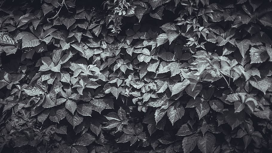 leaves, full frame, leaf, plant part, backgrounds, nature, beauty in nature HD wallpaper
