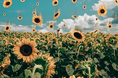 Nếu bạn yêu thích không gian mở màu xanh của bầu trời và muốn thưởng thức vẻ đẹp của hoa hướng dương, hãy xem hình ảnh này. Bạn sẽ được choáng ngợp trước cảnh đồng hoa vàng ngập tràn năng lượng dưới ánh nắng mặt trời.