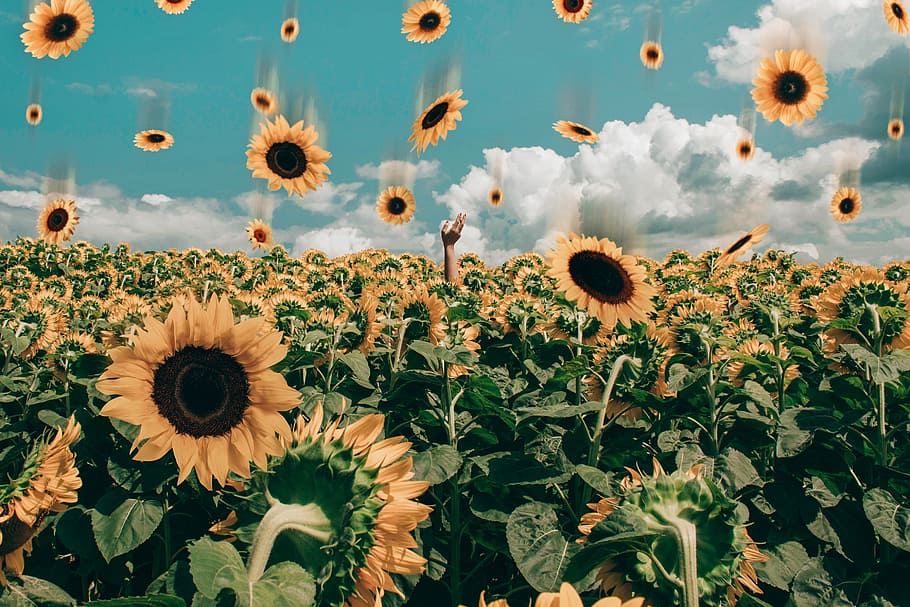 HD wallpaper: Sunflower Field Under Blue Sky, bloom, blossom ...