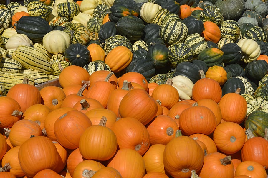 pumpkin, squash, vegetables, autumn, food, harvest, decoration HD wallpaper