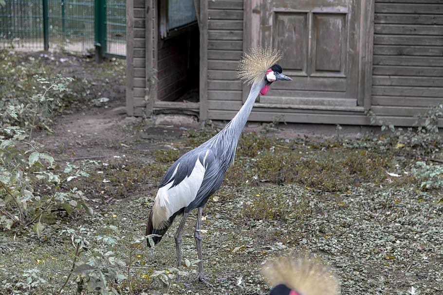 bird, grey crowned crane, duck bird, prieser, zoo, animal park peter moor, HD wallpaper