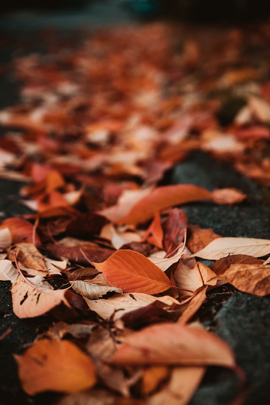 dried leaves, autumn, change, plant part, leaf, dry, selective focus HD wallpaper