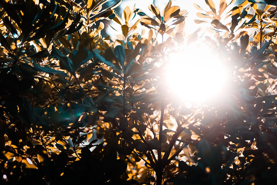 Silhouette of Plants, backlit, branches, bright, leaves, nature HD wallpaper