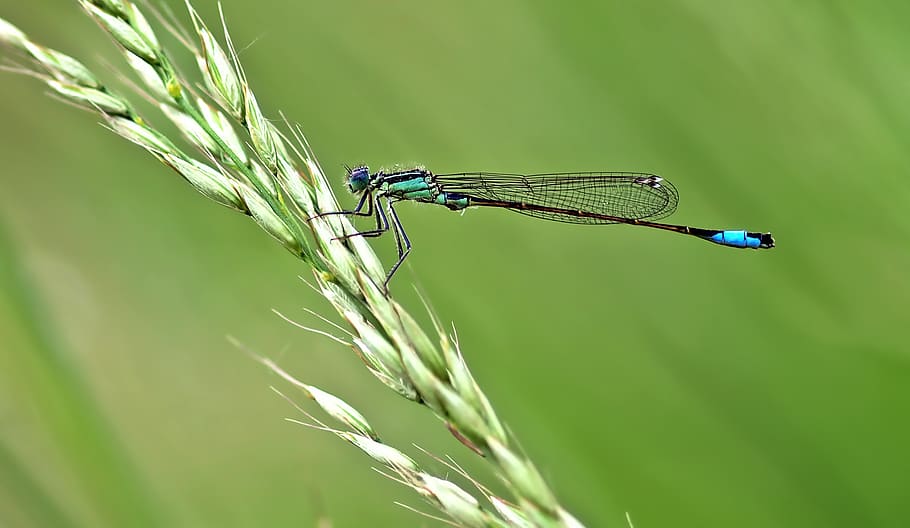 Teal Damselfly Perched on Wheat, grass, insect, macro, nature HD wallpaper