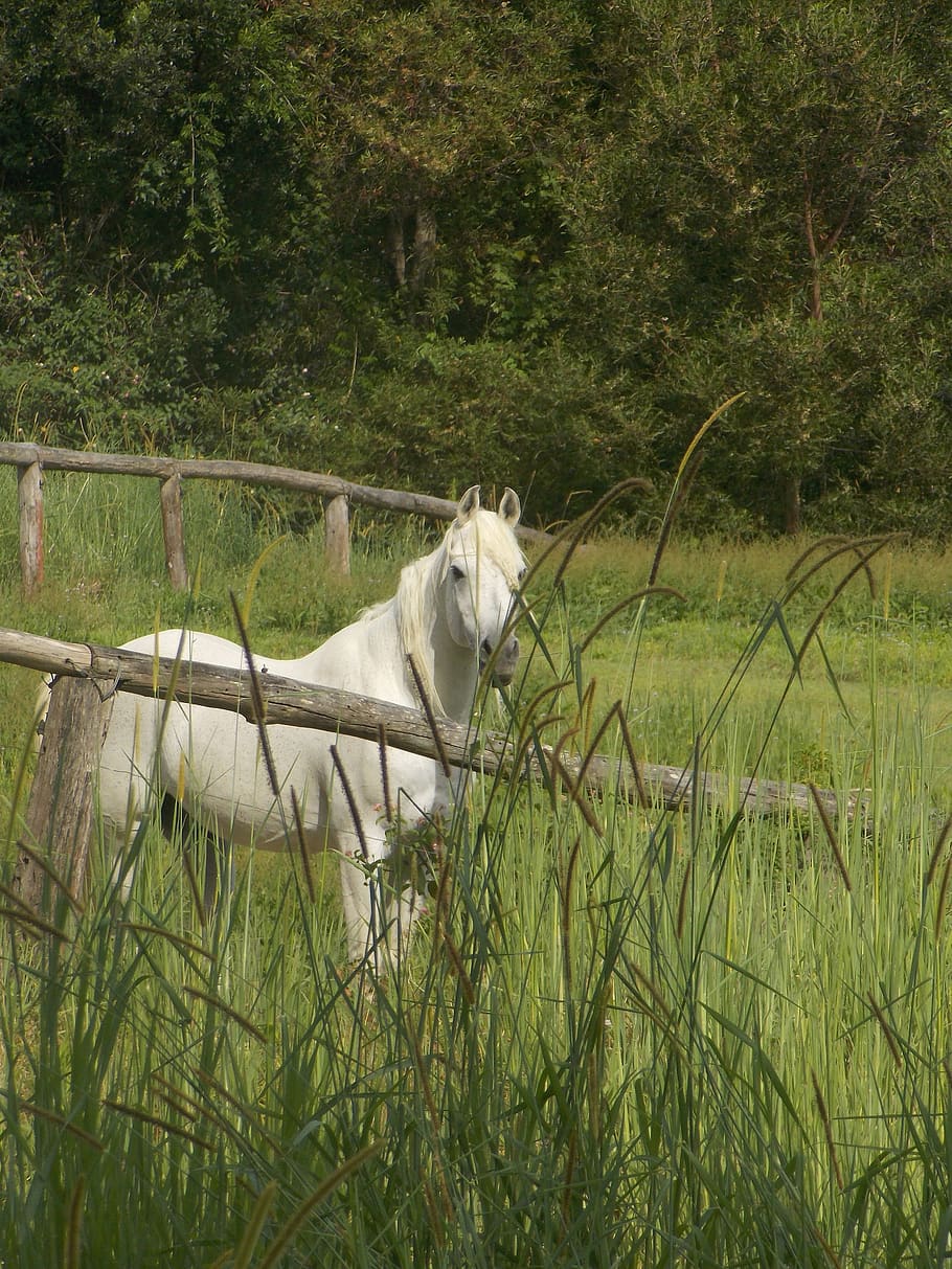 pony, white, grass, paddock, pomona, queensland, australia HD wallpaper