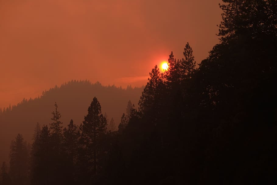 red sun and black forest, tree, plant, nature, abies, fir, outdoors HD wallpaper