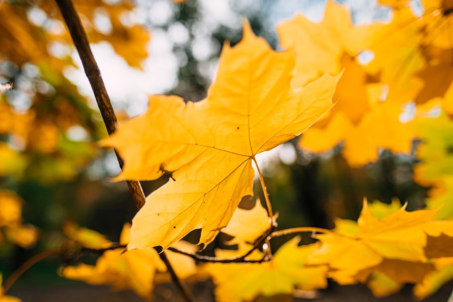 yellow maple leaf on branch, plant, tree, melitopol', ukraine HD wallpaper