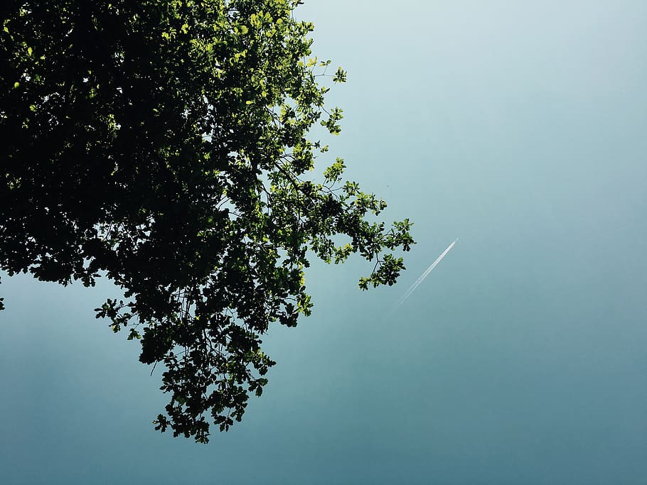 Green Leaf Tree on Low Angle Photography during Daytime, contrails HD wallpaper