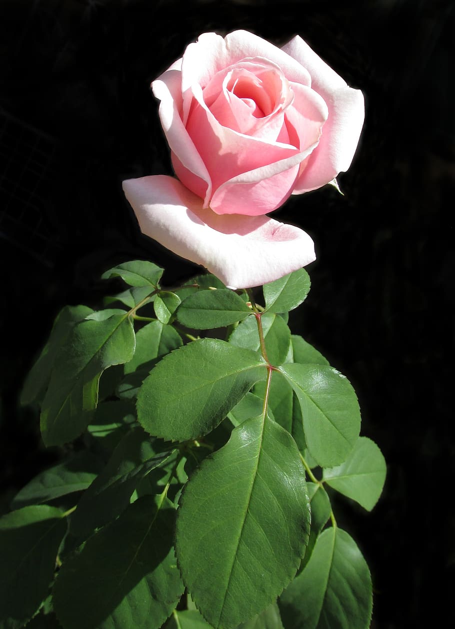 flower, nature, leaf, flora, rose, plant, beauty in nature HD wallpaper