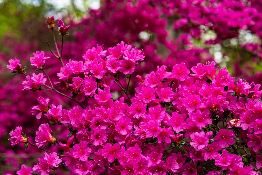 azalea, flower, blossom, spring, garden, flowering plant, pink color HD wallpaper