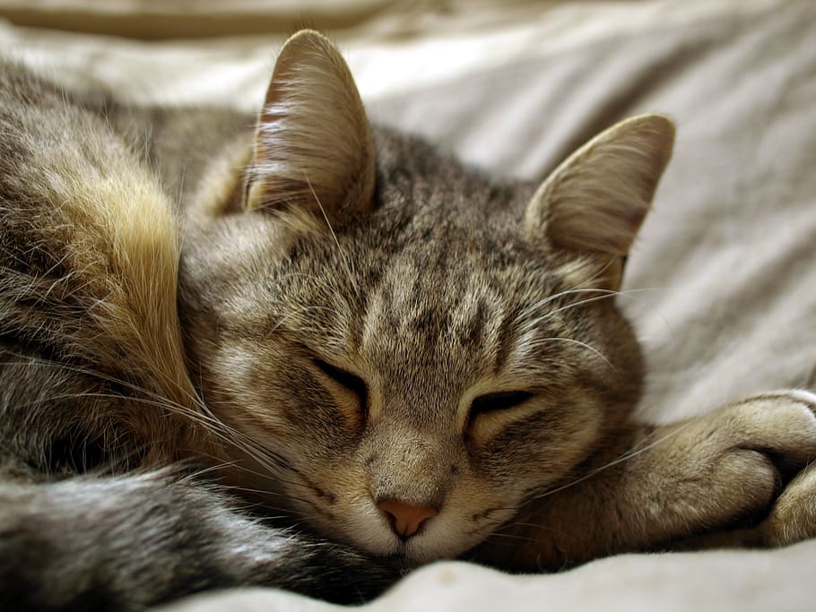 monalisa, mammal, cat, domestic, domestic cat, animal, animal themes HD wallpaper