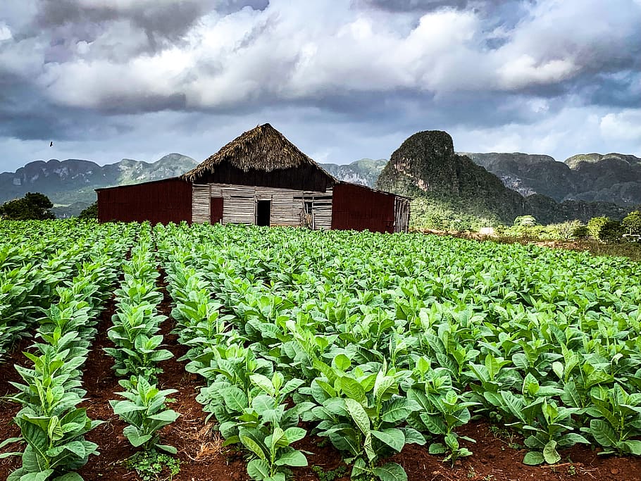 nature, cuba, outdoors, countryside, field, building, leaf