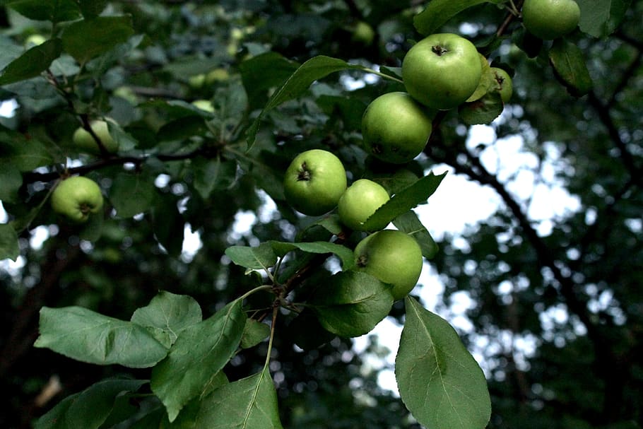 nature, flora, trees, fruit, apple, apples, branch, sheet, leaves HD wallpaper