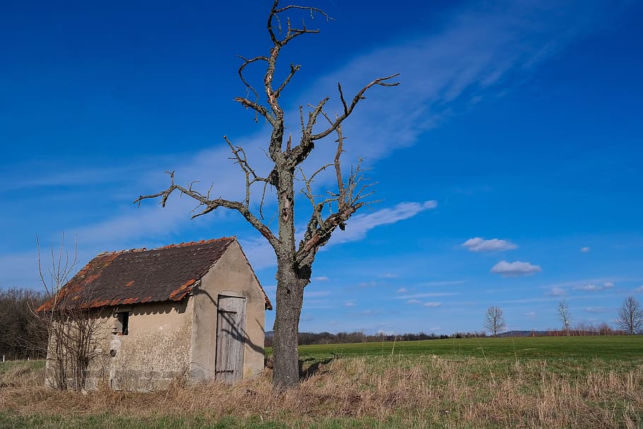 hut, tree, kahl, landscape, nature, sky, meadow, plant, field HD wallpaper