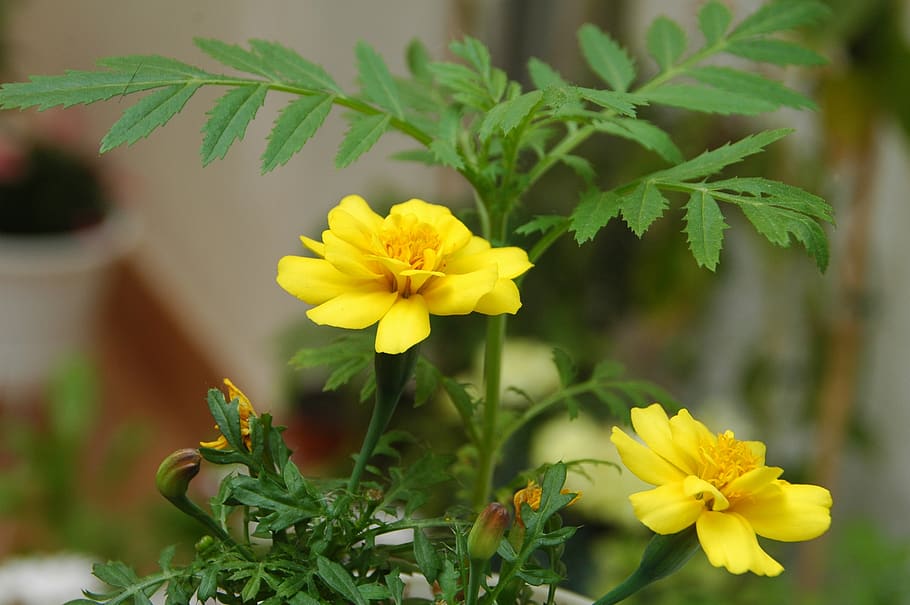 marigolds, yellow flower, clavel del moro, flower of the dead
