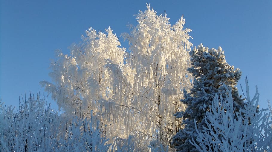 winter, leann, sun, shadow, trees, landscape, nature, cold HD wallpaper