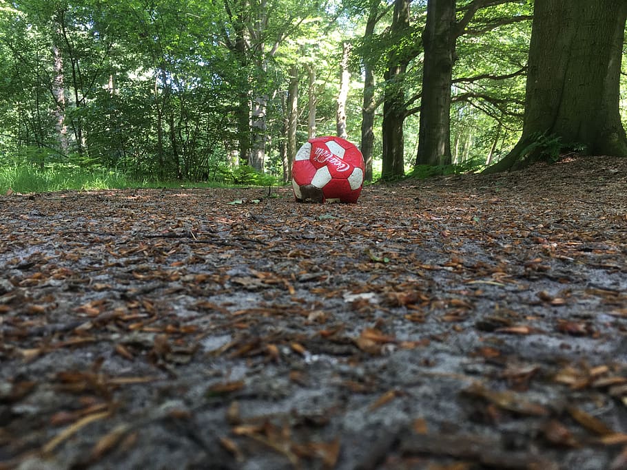 forest, ball, trees, red, plant, nature, land, day, trunk, tree trunk HD wallpaper