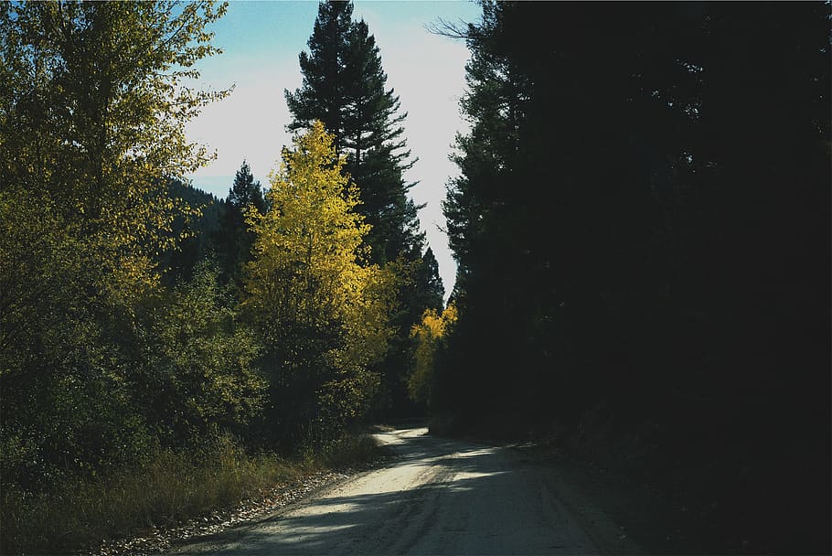 rural, road, trees, shadows, plant, transportation, direction HD wallpaper