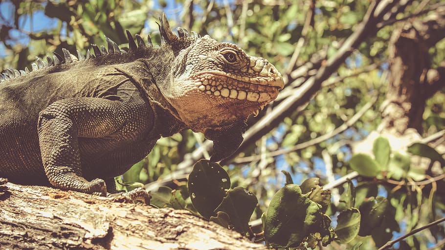 brown bearded dragon on tree branch, iguana, lizard, reptile, HD wallpaper