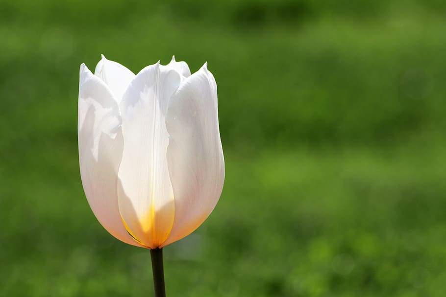 white tulip, bright, flower, backlight, meadow, park, nature HD wallpaper