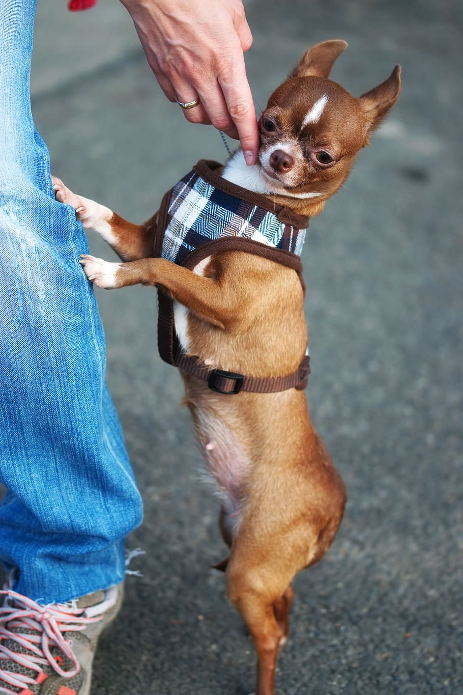 Adult Brown Chihuahua Leaning On Person's Leg, animal, canine