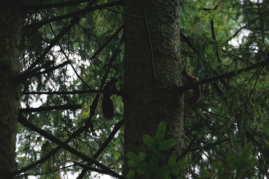 rodent, sitting, spruce, pine, nordic, plant, nature, branch HD wallpaper