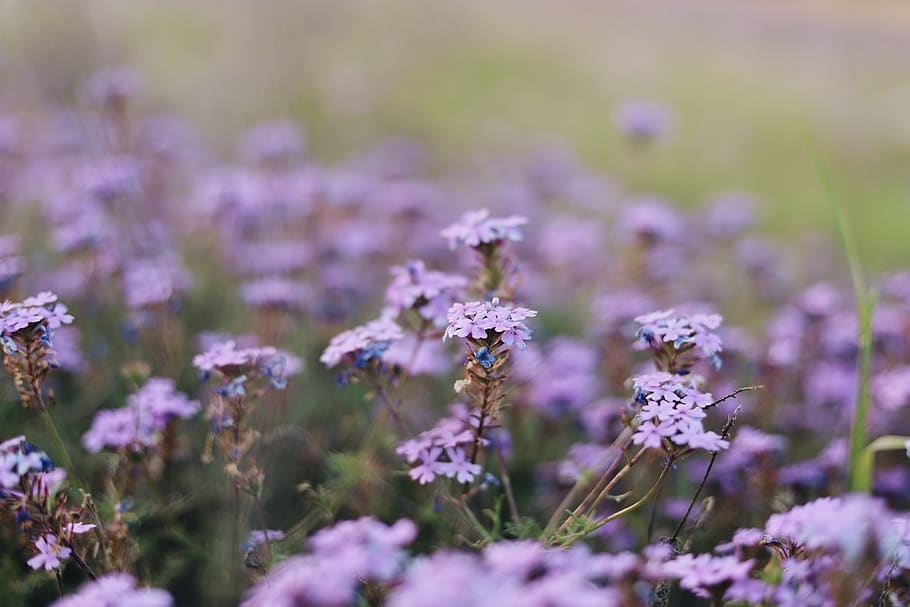 purple-petaled flowers, plant, blossom, geranium, animal, invertebrate, HD wallpaper