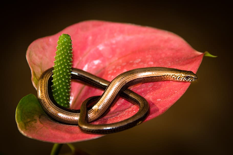 slow worm, salamander, reptile, lizard, nature, studio shot HD wallpaper