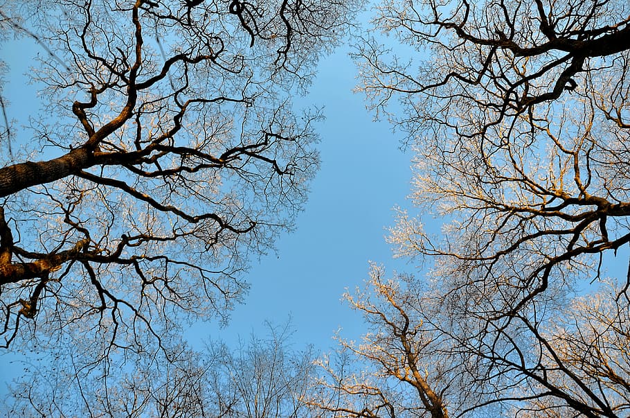 forest, summits, nature, tree, branches, wood, winter, light HD wallpaper