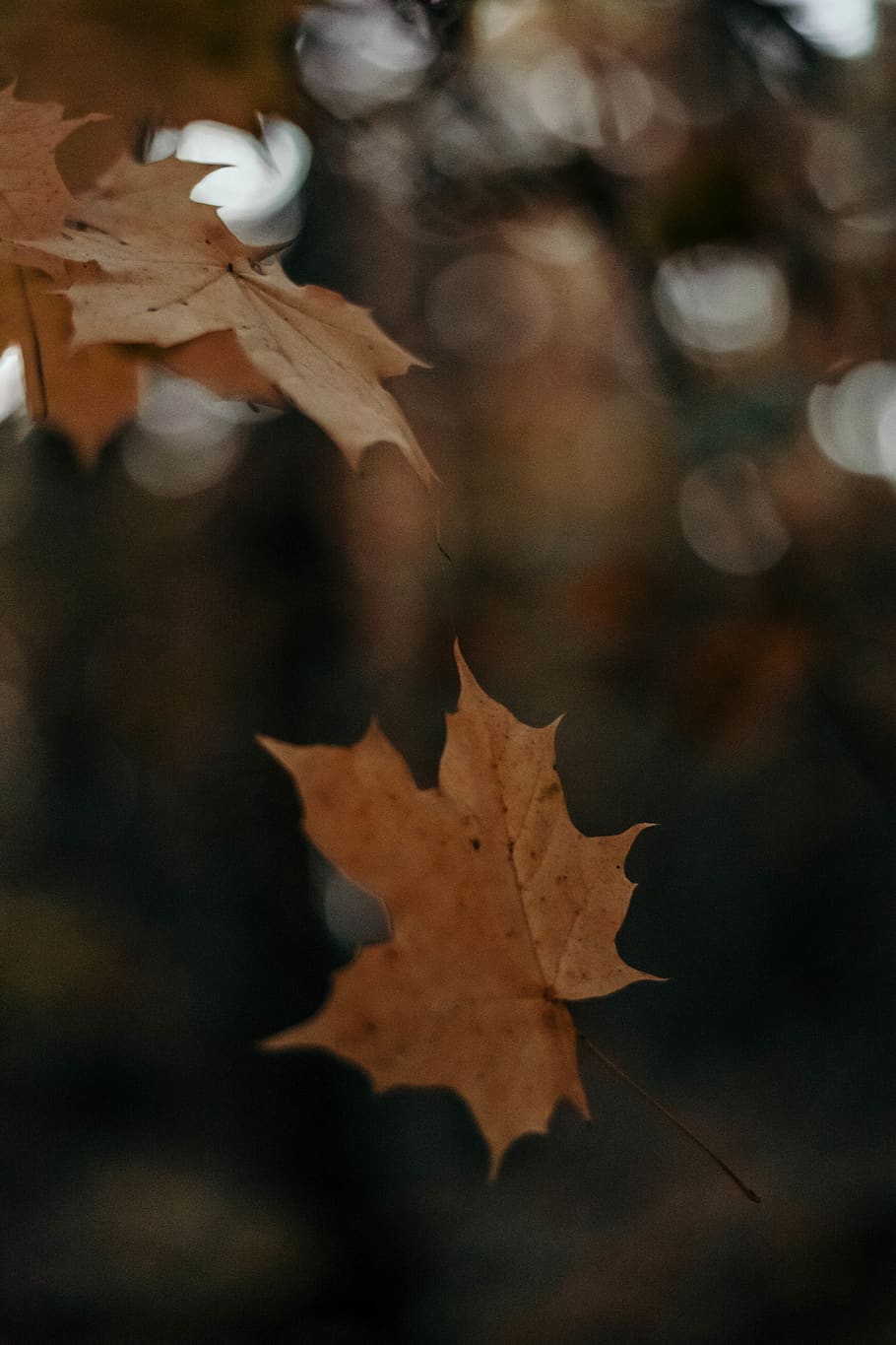 dried maple leaf, plant, tree, person, human, veins, weed, sport HD wallpaper