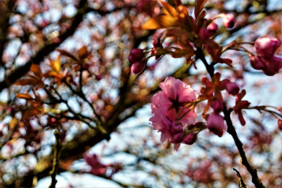 plant, tree, branch, beauty in nature, growth, fragility, flowering plant HD wallpaper