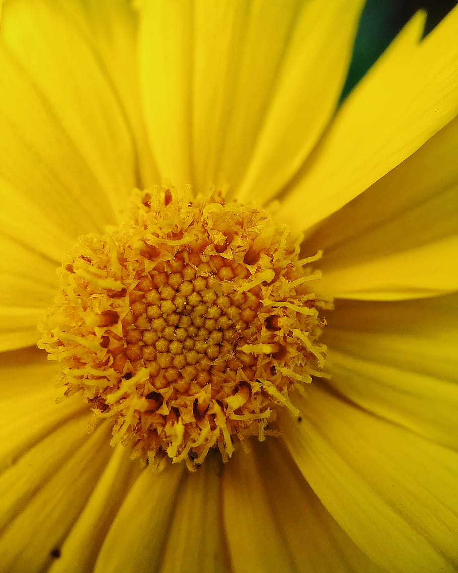 macro, flower, yellow, flowering plant, petal, freshness, beauty in nature HD wallpaper