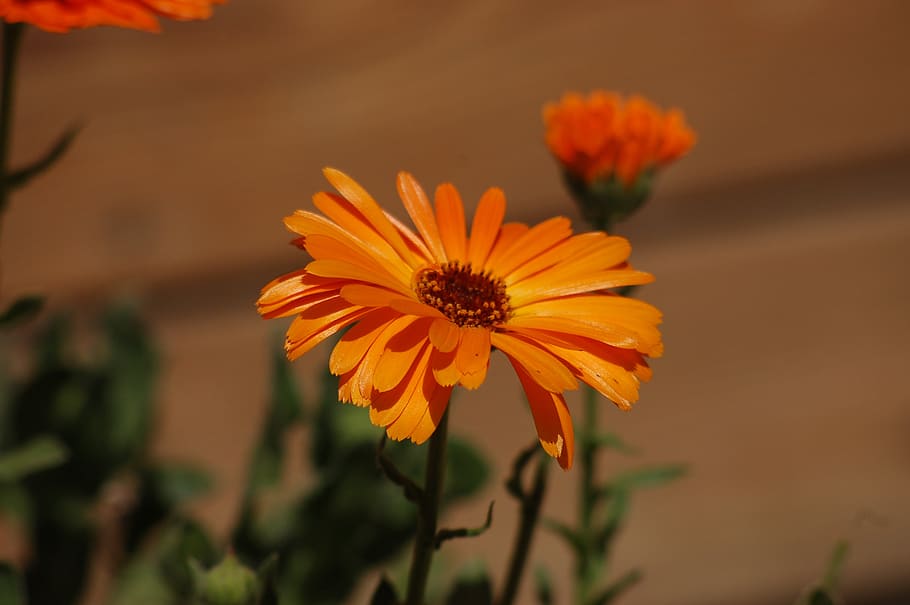 HD wallpaper: calendula, bloom, spring, flowers, medicinal plant, flowering  plant | Wallpaper Flare