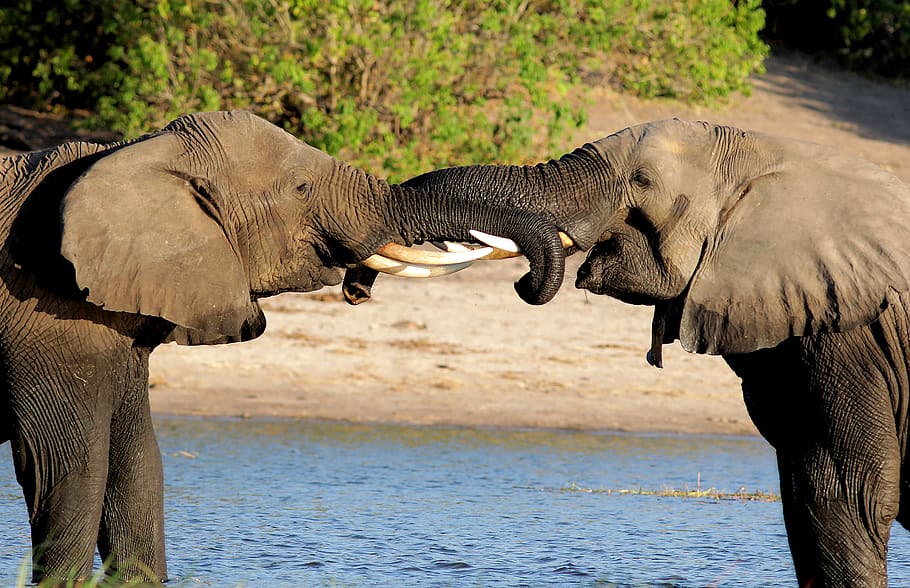 two gray elephant fighting using tusks, animal, animal themes HD wallpaper