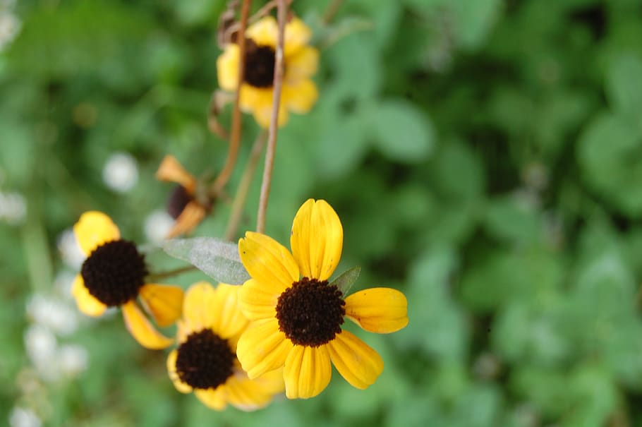 yellow, flower, spring, summer, nature, flowering plant, fragility, HD wallpaper